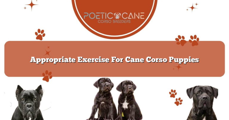 Appropriate Exercise For Cane Corso Puppies