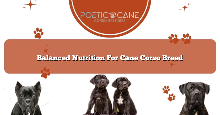 Balanced Nutrition For Cane Corso Breed