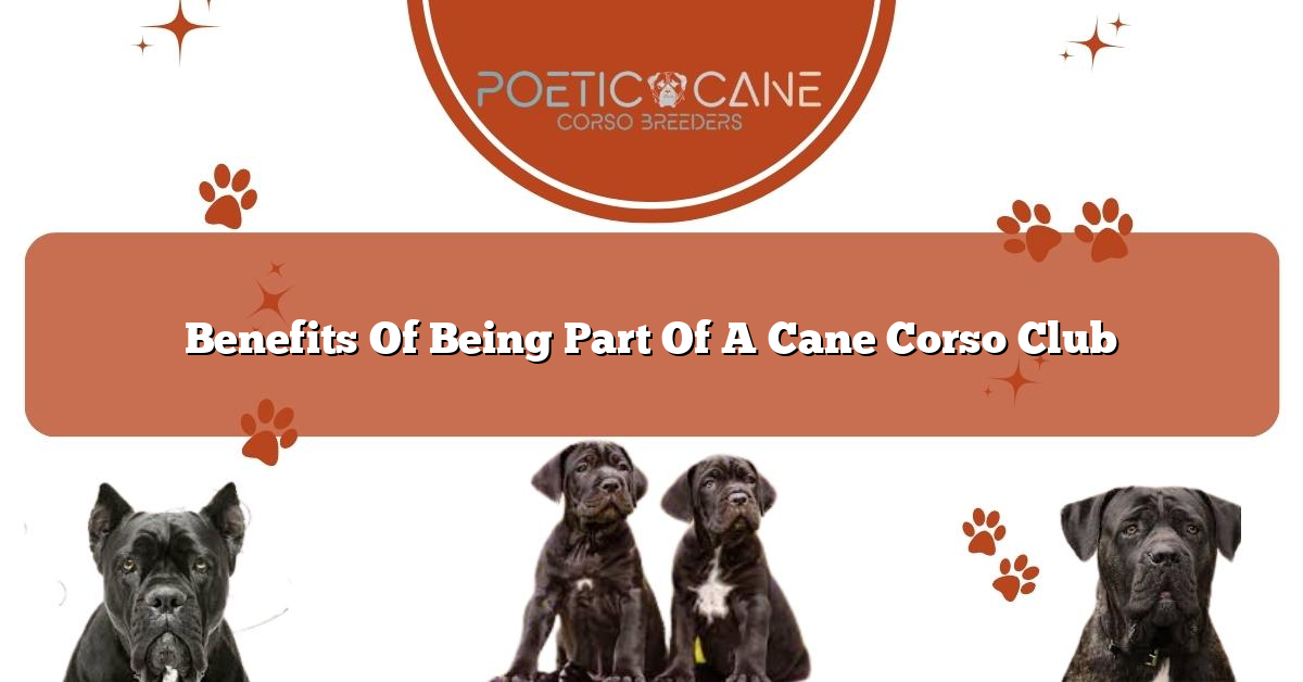 Benefits Of Being Part Of A Cane Corso Club