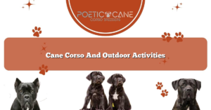 Cane Corso And Outdoor Activities