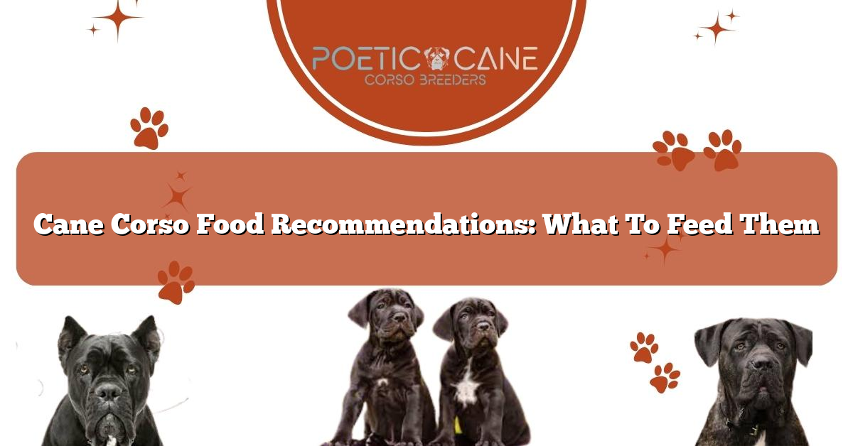 Cane Corso Food Recommendations: What To Feed Them