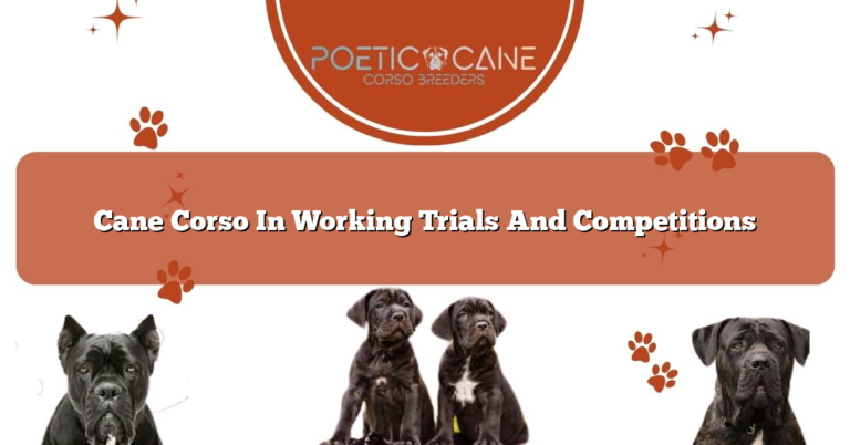 Cane Corso In Working Trials And Competitions