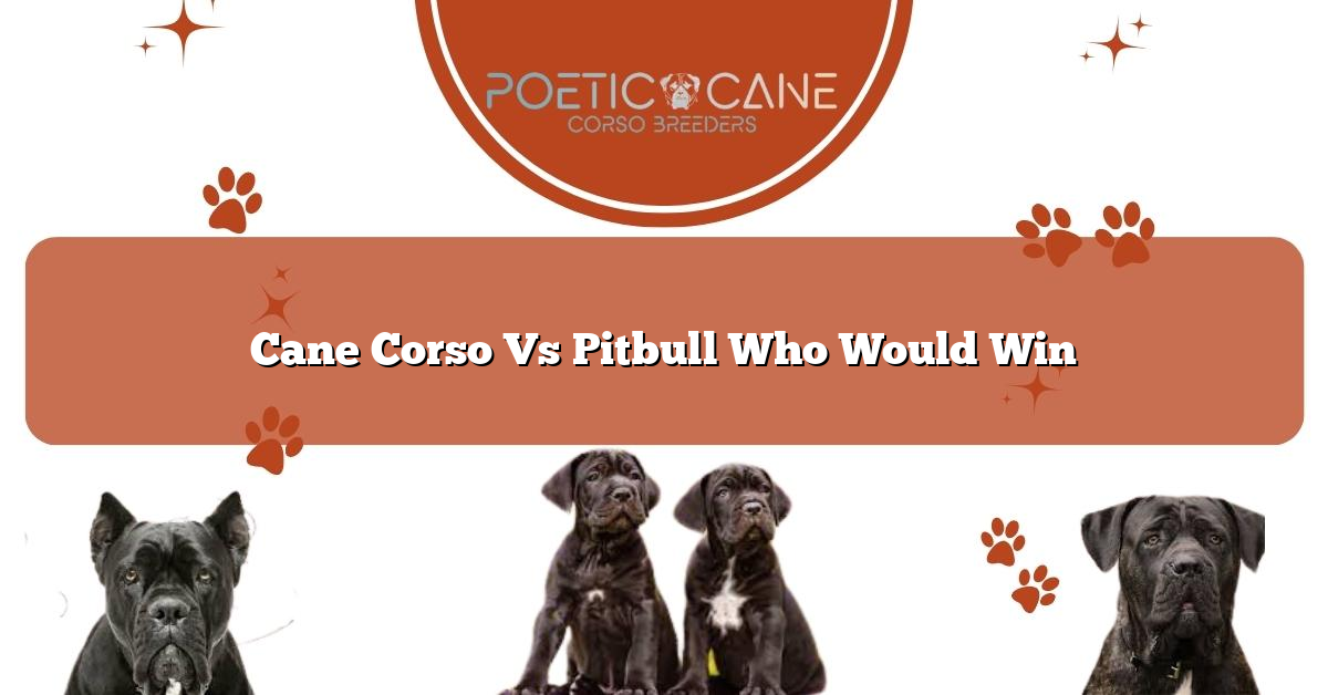 Cane Corso Vs Pitbull Who Would Win