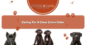 Caring For A Cane Corso Litter