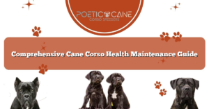Comprehensive Cane Corso Health Maintenance Guide