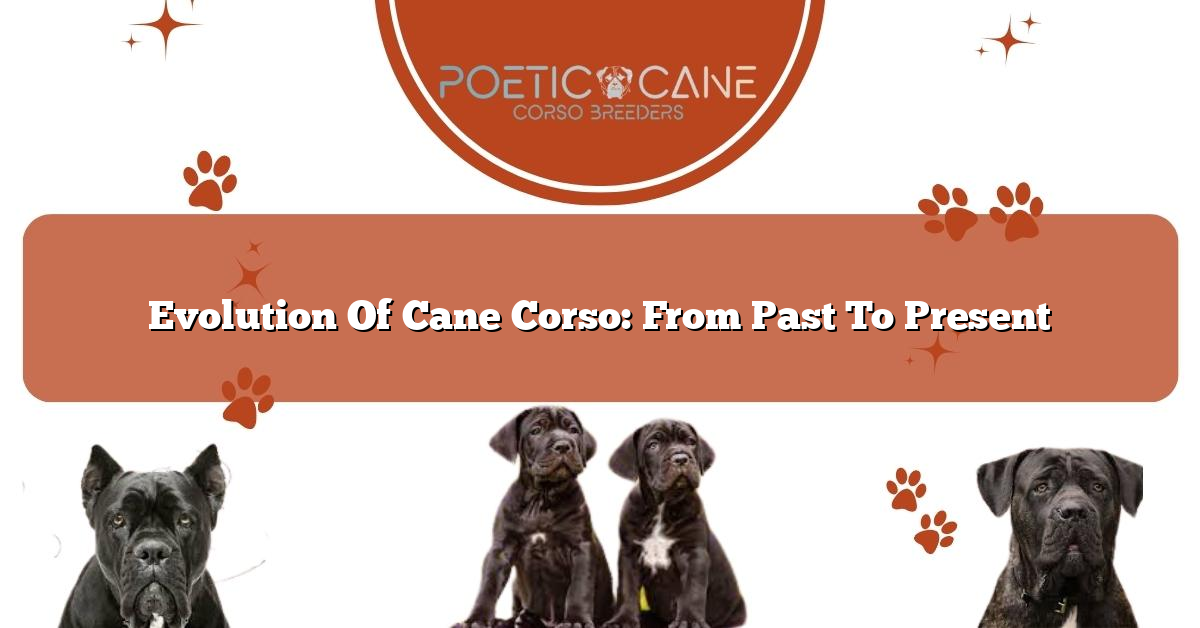 Evolution Of Cane Corso: From Past To Present