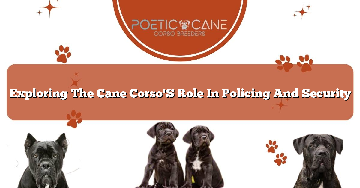 Exploring The Cane Corso'S Role In Policing And Security