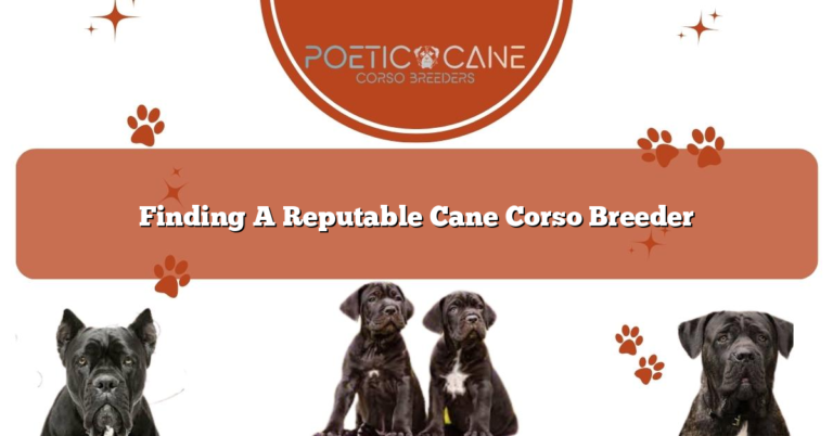 Finding A Reputable Cane Corso Breeder
