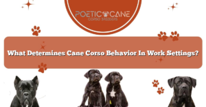 What Determines Cane Corso Behavior In Work Settings?